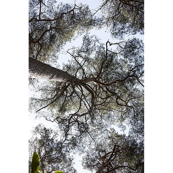 Pflanzen für dich Schwarzkiefer 40-60 cm - Pinus sylvestris, Aktuelle Wuchshöhe: 40 cm - 60 cm - Blick nach oben durch verzweigte Äste und grünes Laubwerk vor hellem Himmel, mit strukturierten Baumstämmen.