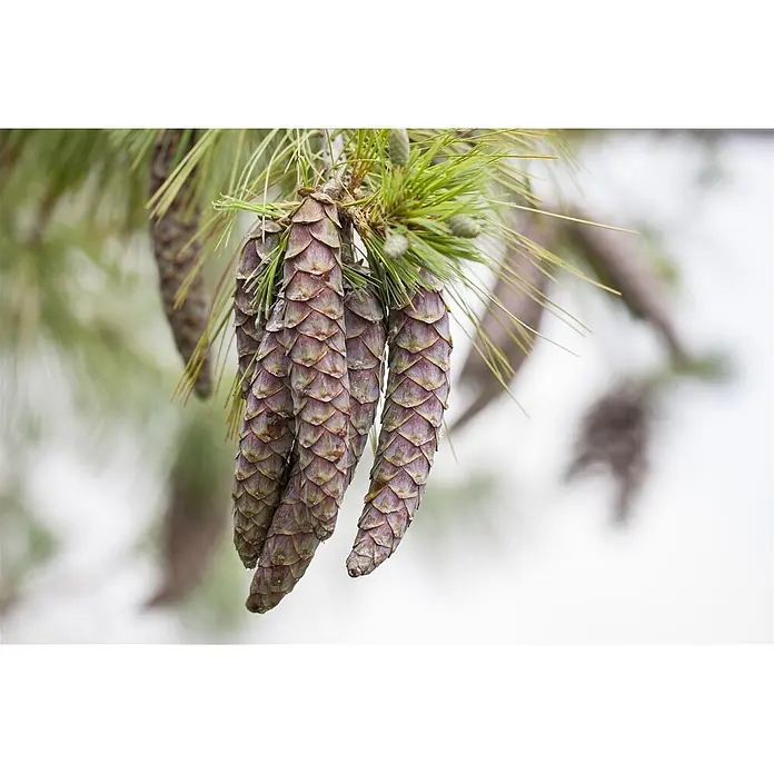 Pflanzen für dich Schwarzkiefer 40-60 cm - Pinus sylvestris, Aktuelle Wuchshöhe: 40 cm - 60 cm - Nahaufnahme mehrerer langer, geschuppter Tannenzapfen an einem Ast mit grünen Nadeln und kleinen jungen Zapfen.