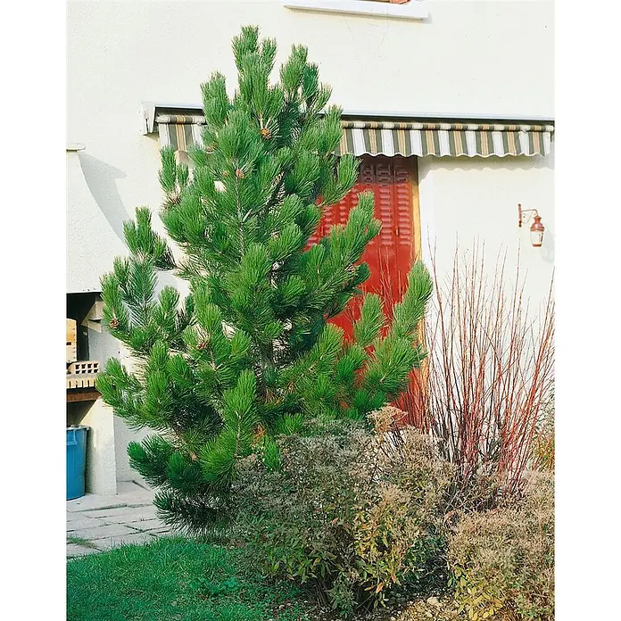 Pflanzen für dich Schwarzkiefer 60-80 cm - Pinus ponderosa, Aktuelle Wuchshöhe: 60 cm - 80 cm - Ein leuchtend grüner Nadelbaum mit kleinen Zapfen, der in einem Garten neben einem Haus mit roten Fensterläden und einer gestreiften Markise wächst.