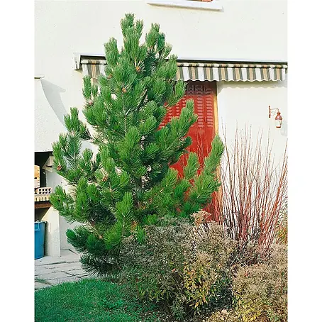 Pflanzen für dich  Schwarzkiefer 60-80 cm