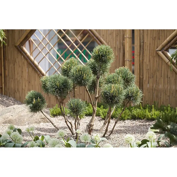 Pflanzen für dich Schwarzkiefer 40-60 cm - Pinus sylvestris, Aktuelle Wuchshöhe: 40 cm - 60 cm - Grüne, kugelförmige Koniferen in einem modernen Kiesgarten mit Bambuszaun im Hintergrund.