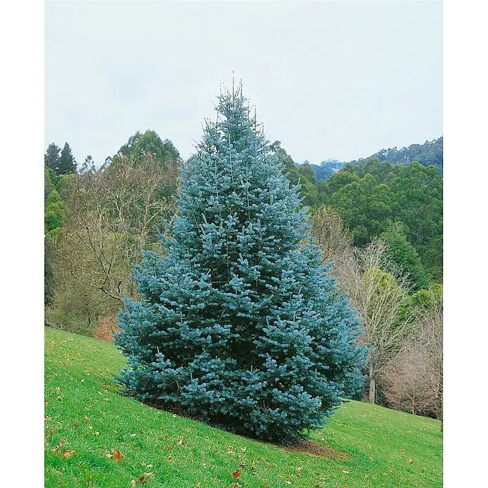 Pflanzen für dich Schwarzkiefer Küstentanne 40-60 cm - Abies concolor, Aktuelle Wuchshöhe: 40 cm - 60 cm - Ein blauer Nadelbaum auf einem grünen Grashang, mit weiteren Bäumen im Hintergrund.