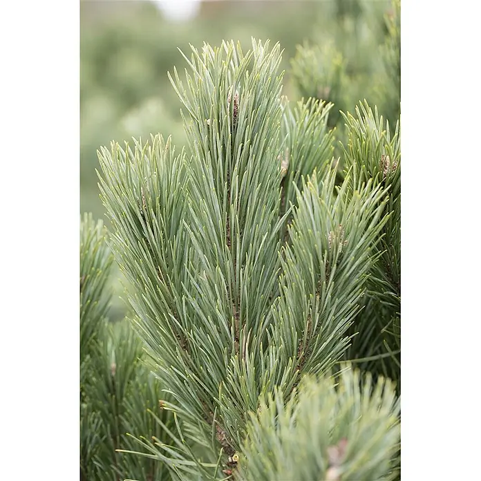 Pflanzen für dich Schwarzkiefer 40-60 cm - Pinus sylvestris, Aktuelle Wuchshöhe: 40 cm - 60 cm - Nahaufnahme von lebhaft grünen Kiefernnadeln mit kleinen hellbraunen Knospen.