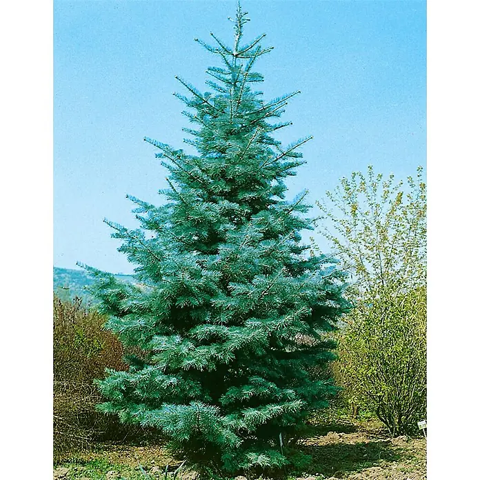 Pflanzen für dich Schwarzkiefer Küstentanne 40-60 cm - Abies concolor, Aktuelle Wuchshöhe: 40 cm - 60 cm - Silbrig-blaue konische Fichte mit dichten Nadeln, im Freien stehend.