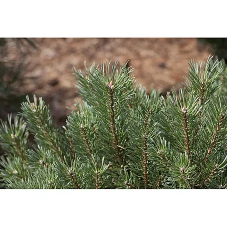Pflanzen für dich  Schwarzkiefer 40-60 cm