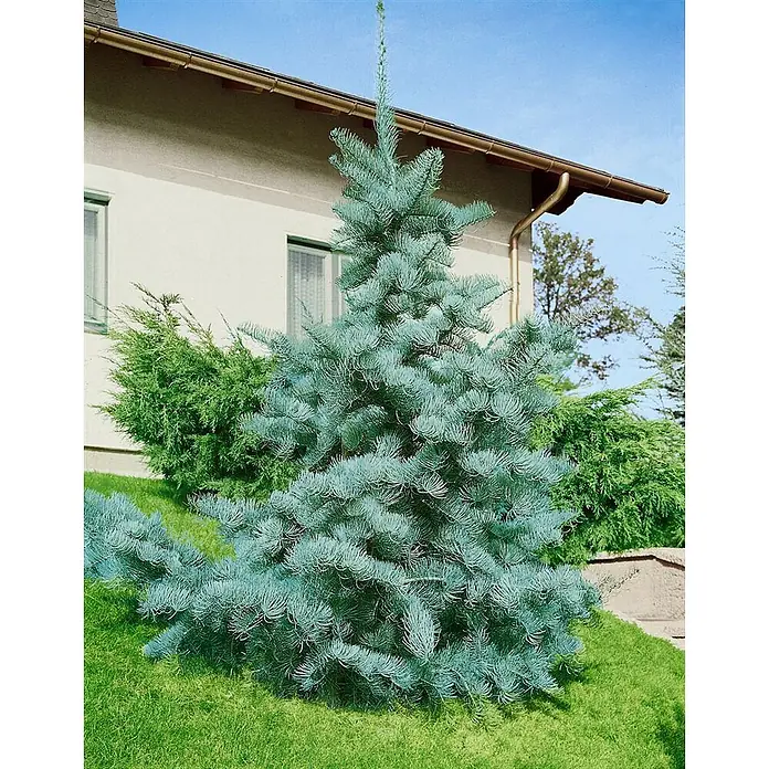 Pflanzen für dich Schwarzkiefer Küstentanne 40-60 cm - Abies concolor, Aktuelle Wuchshöhe: 40 cm - 60 cm - Ein markanter Blaufichtenbaum mit dichten, blaugrünen Nadeln in einem Wohngarten.