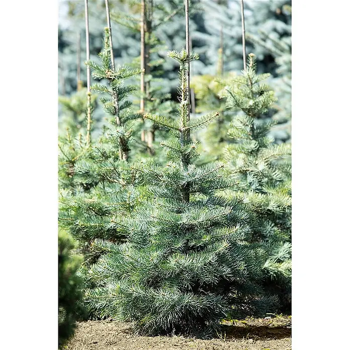 Pflanzen für dich Schwarzkiefer Küstentanne 40-60 cm - Abies concolor, Aktuelle Wuchshöhe: 40 cm - 60 cm - Junge, kräftige Tannenbäume mit blaugrünen Nadeln, in einer Baumschule. Mehrere Bäume sind zu sehen, einer im Vordergrund.