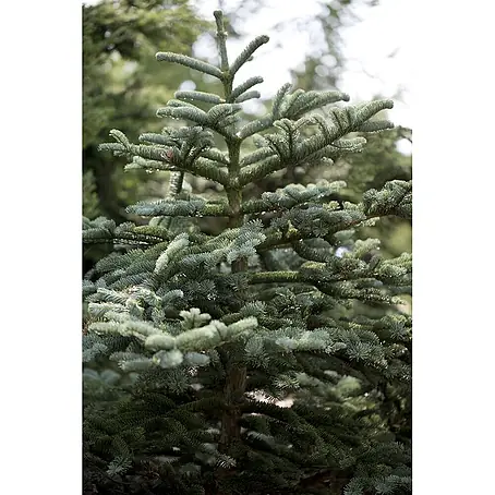 Pflanzen für dich  Schwarzkiefer Küstentanne 40-60 cm