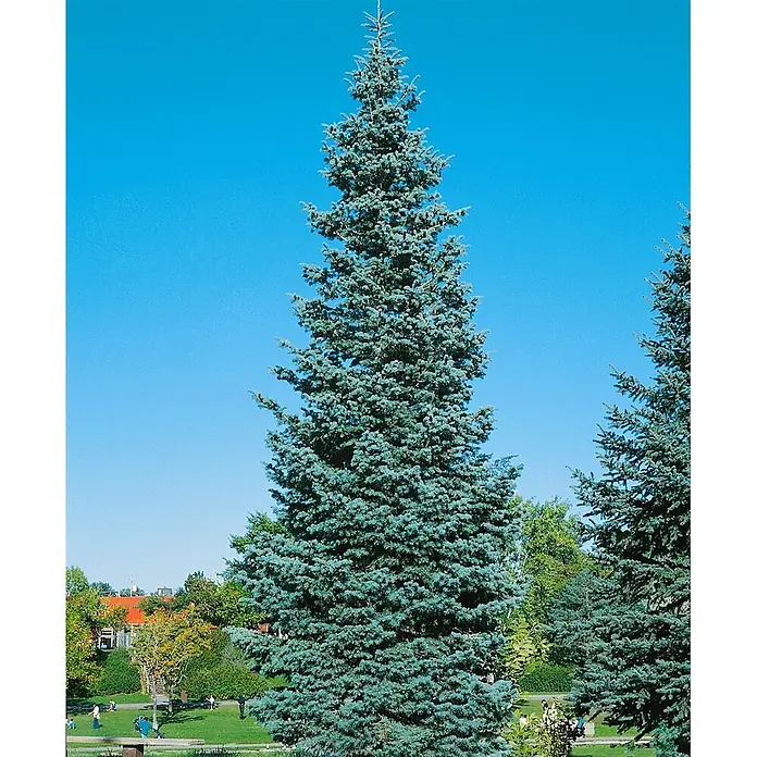 Pflanzen für dich Schwarzkiefer Küstentanne 40-60 cm - Abies concolor, Aktuelle Wuchshöhe: 40 cm - 60 cm - Hohe, dichte Blaufichte mit silbrig-blauem Nadelkleid, in einer sonnigen Parklandschaft.