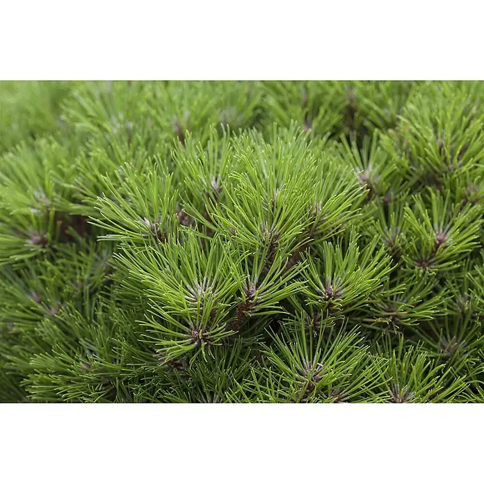 Pflanzen für dich Schwarzkiefer 20-25 cm - Pinus nigra 'Marie Bregeon', Aktuelle Wuchshöhe: 20 cm - 25 cm - Nahaufnahme von leuchtend grünen Kiefernnadeln einer buschigen immergrünen Pflanze.