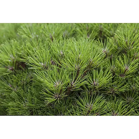 Pflanzen für dich  Schwarzkiefer 20-25 cm