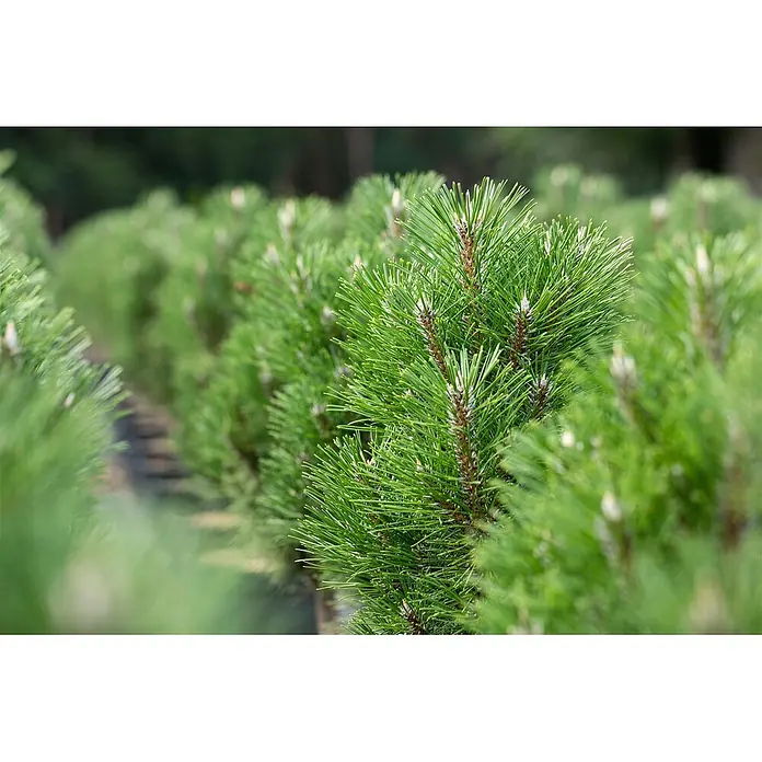 Pflanzen für dich Schwarzkiefer 40-50 cm - Pinus nigra 'Komet', Aktuelle Wuchshöhe: 40 cm - 50 cm - Frische grüne Kiefern mit spitzen Nadeln und hellem Neuaustrieb, in parallelen Reihen gepflanzt.