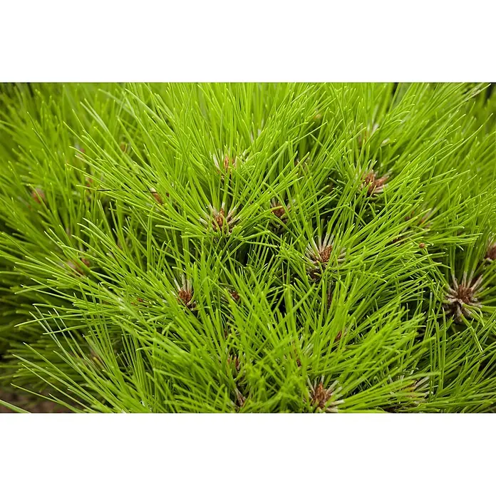 Pflanzen für dich Schwarzkiefer 20-25 cm - Pinus nigra 'Marie Bregeon', Aktuelle Wuchshöhe: 20 cm - 25 cm - Leuchtend grüne Kiefernnadeln mit kleinen braunen Knospen, die frisches Wachstum zeigen.