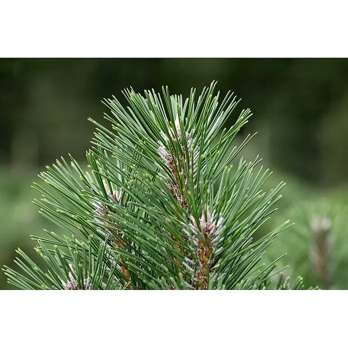Pflanzen für dich Schwarzkiefer 40-50 cm - Pinus nigra 'Komet', Aktuelle Wuchshöhe: 40 cm - 50 cm - Leuchtend grüne Kiefernnadeln mit weißem, wachsartigem Überzug an ihren Stängeln.