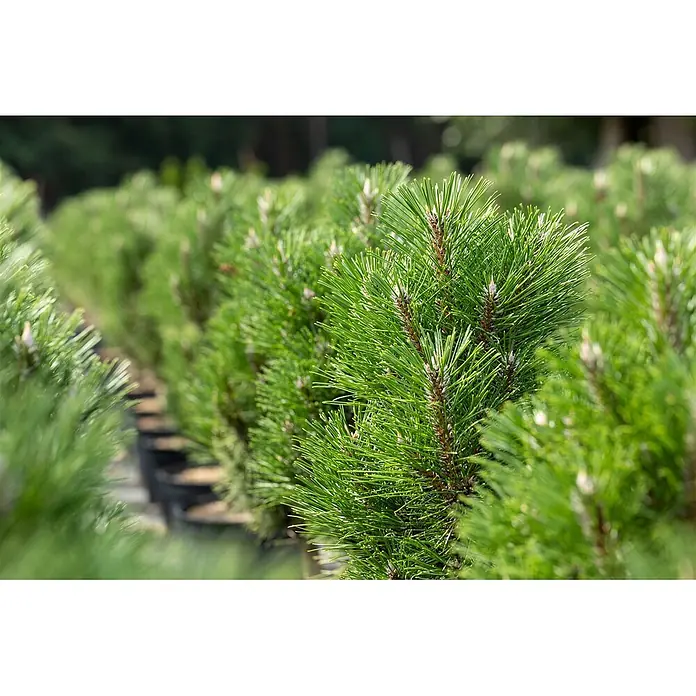 Pflanzen für dich Schwarzkiefer 40-50 cm - Pinus nigra 'Komet', Aktuelle Wuchshöhe: 40 cm - 50 cm - Reihen von leuchtend grünen Kiefernsämlingen mit neuem Wuchs, in einer Baumschule kultiviert.