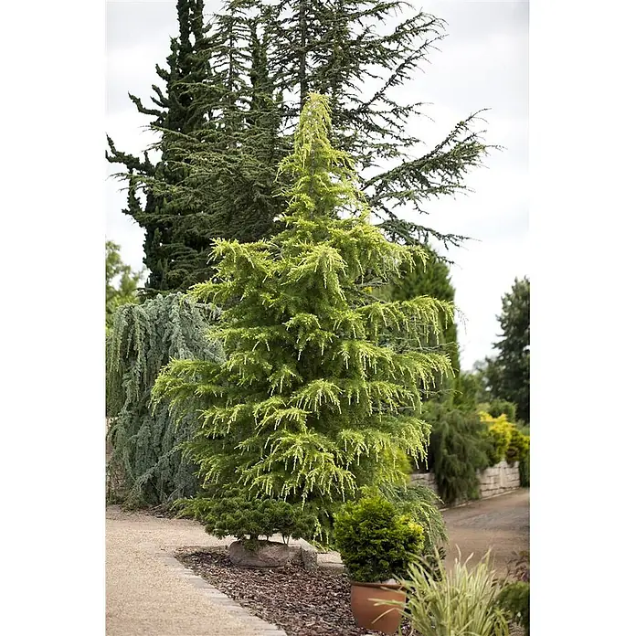 Pflanzen für dich Schwarzkiefer 60-70 cm - Cedrus deodara 'Golden Horizon', Aktuelle Wuchshöhe: 60 cm - 70 cm - Ein leuchtend grüner, konischer Nadelbaum mit leicht hängenden Ästen, prominent in einem Garten mit anderen Nadelbäumen.