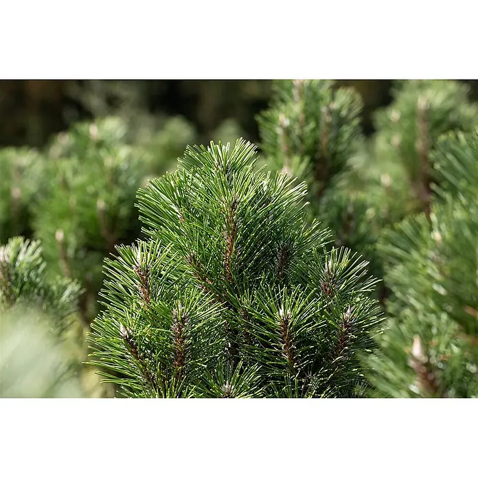 Pflanzen für dich Schwarzkiefer 40-50 cm - Pinus nigra 'Komet', Aktuelle Wuchshöhe: 40 cm - 50 cm - Leuchtend grüne Kiefernnadeln und Äste in Nahaufnahme.