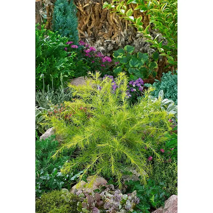 Pflanzen für dich Schwarzkiefer 60-70 cm - Cedrus deodara 'Golden Horizon', Aktuelle Wuchshöhe: 60 cm - 70 cm - Leuchtend chartreusgrüne Staude mit zartem, federartigem Laub, ein heller Blickfang im Garten.