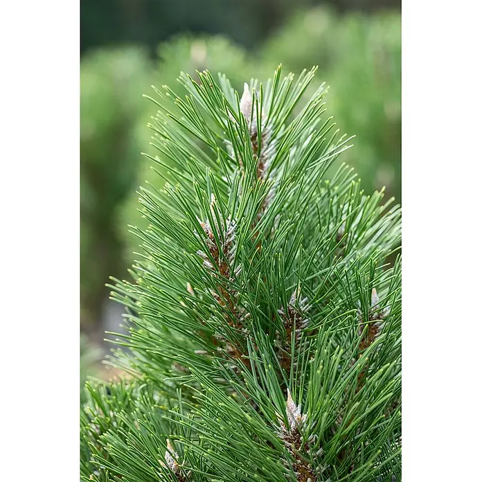 Pflanzen für dich Schwarzkiefer 40-50 cm - Pinus nigra 'Komet', Aktuelle Wuchshöhe: 40 cm - 50 cm - Kräftige grüne Kiefernnadeln mit hellen neuen Triebknospen.