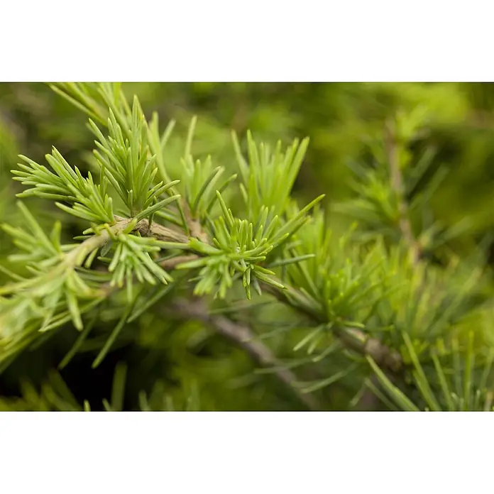 Pflanzen für dich Schwarzkiefer 60-70 cm - Cedrus deodara 'Golden Horizon', Aktuelle Wuchshöhe: 60 cm - 70 cm - Grüner Nadelbaumzweig mit weichen, kurzen Nadeln.