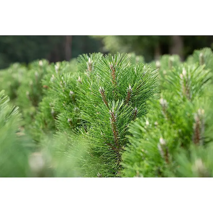 Pflanzen für dich Schwarzkiefer 40-50 cm - Pinus nigra 'Komet', Aktuelle Wuchshöhe: 40 cm - 50 cm - Leuchtend grüne Kiefernäste mit spitzen Nadeln und frischem Wachstum in natürlicher Umgebung.