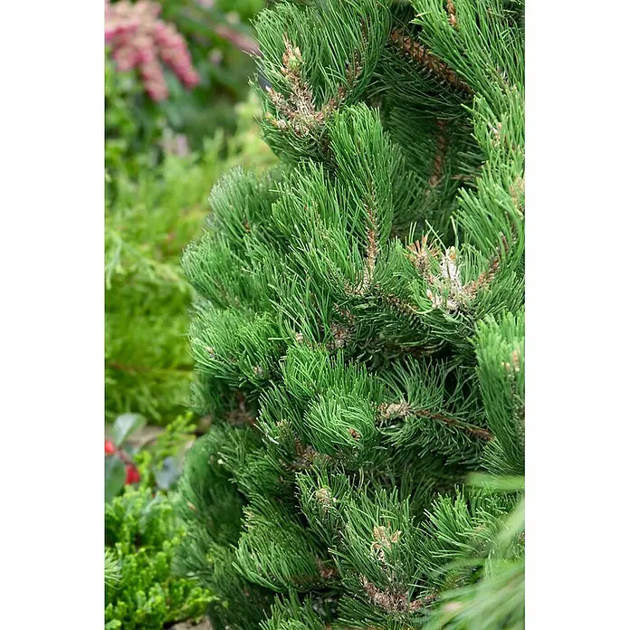 Pflanzen für dich Schwarzkiefer 30-40 cm - Pinus nigra 'Oregon Green', Aktuelle Wuchshöhe: 30 cm - 40 cm - Nahaufnahme einer lebhaft grünen Zwergkiefer mit weichen Nadeln und kleinen Knospen in einem unscharfen Garten.