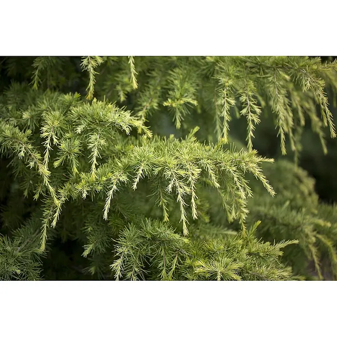Pflanzen für dich Schwarzkiefer 60-70 cm - Cedrus deodara 'Golden Horizon', Aktuelle Wuchshöhe: 60 cm - 70 cm - Nahaufnahme von leuchtend grünen und gelbgrünen nadelbaumartigen Blättern mit langen, weichen Nadeln.