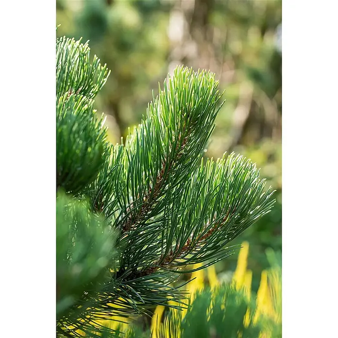 Pflanzen für dich Schwarzkiefer 30-40 cm - Pinus nigra 'Oregon Green', Aktuelle Wuchshöhe: 30 cm - 40 cm - Helle grüne Kiefernnadeln an einem Ast, scharf und lebendig im natürlichen Licht.