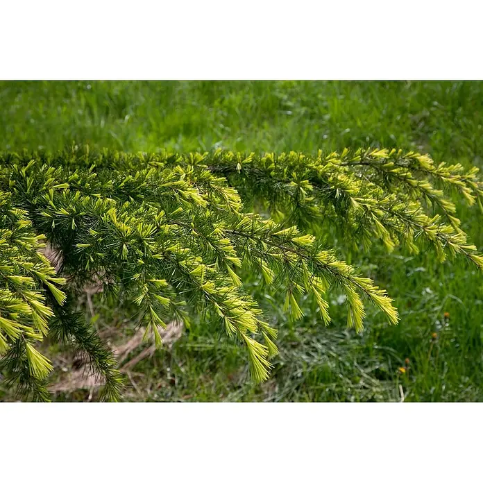 Pflanzen für dich Schwarzkiefer 60-70 cm - Cedrus deodara 'Golden Horizon', Aktuelle Wuchshöhe: 60 cm - 70 cm - Ast eines Nadelbaums mit leuchtend grünen und hellgelben neuen Nadeln.