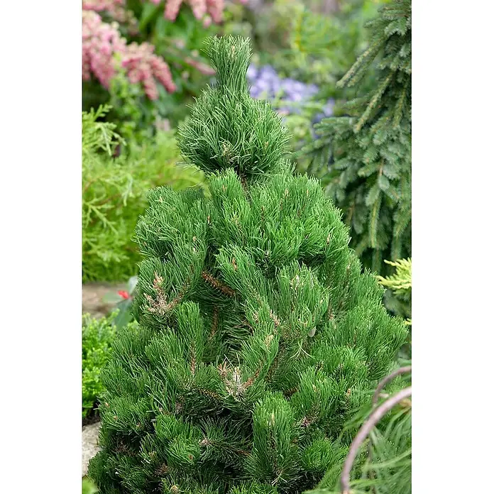 Pflanzen für dich Schwarzkiefer 30-40 cm - Pinus nigra 'Oregon Green', Aktuelle Wuchshöhe: 30 cm - 40 cm - Kompakte grüne Zwergkonifere mit dichtem Nadelwerk, ihre Form im Garten präsentierend.
