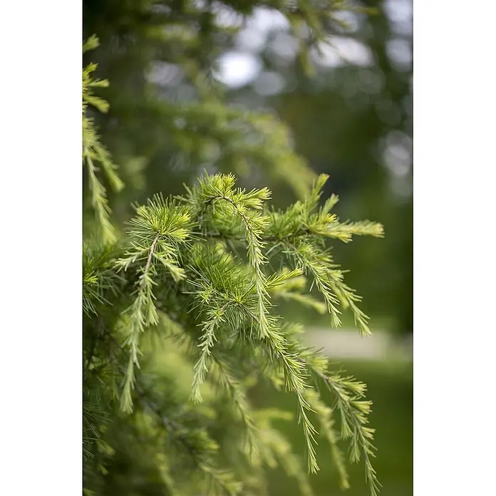 Pflanzen für dich Schwarzkiefer 60-70 cm - Cedrus deodara 'Golden Horizon', Aktuelle Wuchshöhe: 60 cm - 70 cm - Frische, hellgrüne Nadelbaumzweige mit weichen, zarten Nadeln.