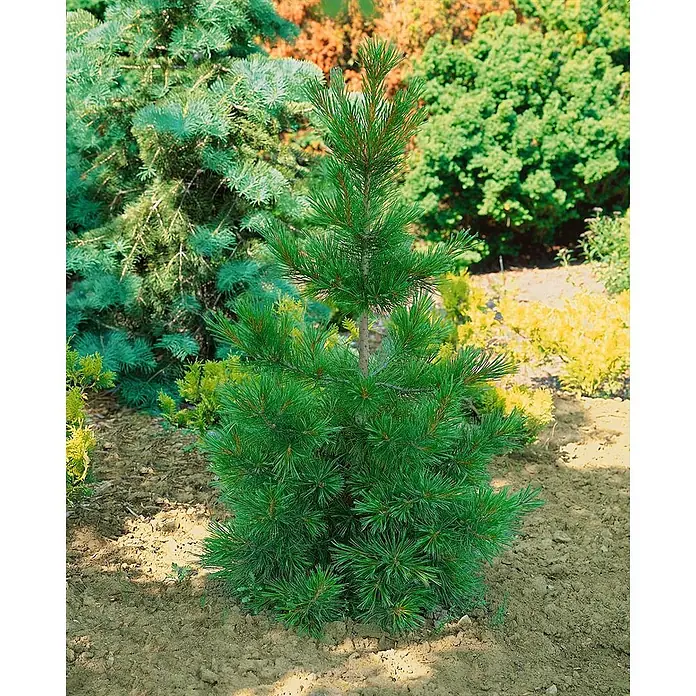 Pflanzen für dich Schwarzkiefer 60-80 cm - Pinus jeffreyi, Aktuelle Wuchshöhe: 60 cm - 80 cm - Junger grüner Kiefernbaum mit dichten Nadeln, in hellbrauner Erde gepflanzt.