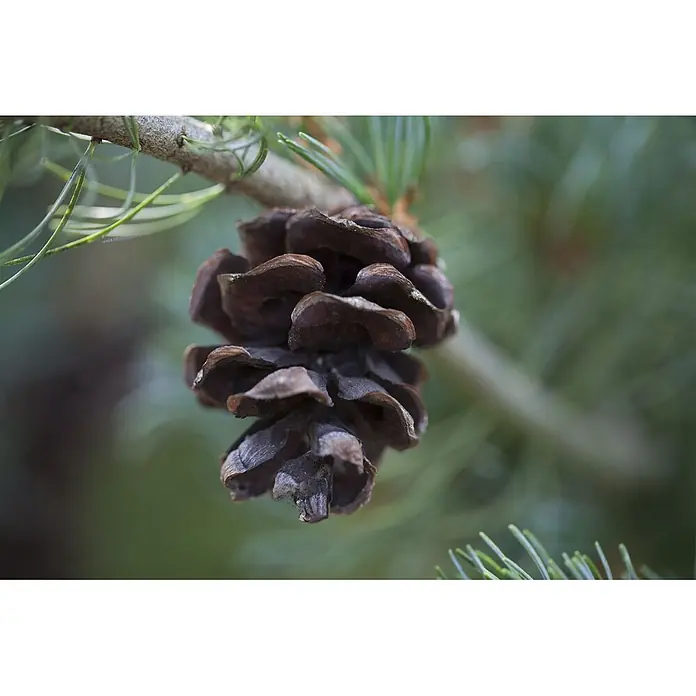 Pflanzen für dich Schwarzkiefer 70-80 cm - Pinus parviflora 'Glauca', Aktuelle Wuchshöhe: 70 cm - 80 cm - Dunkelbrauner Tannenzapfen hängt an einem Ast, umgeben von grünen Kiefernnadeln.