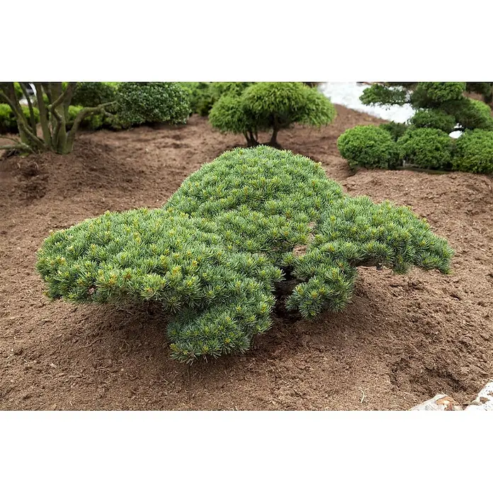 Pflanzen für dich Schwarzkiefer 70-80 cm - Pinus parviflora 'Glauca', Aktuelle Wuchshöhe: 70 cm - 80 cm - Ein wunderschön geformter Zwergkiefer mit dichten grünen Nadeln, auf braunem Boden in einem Garten gepflanzt.