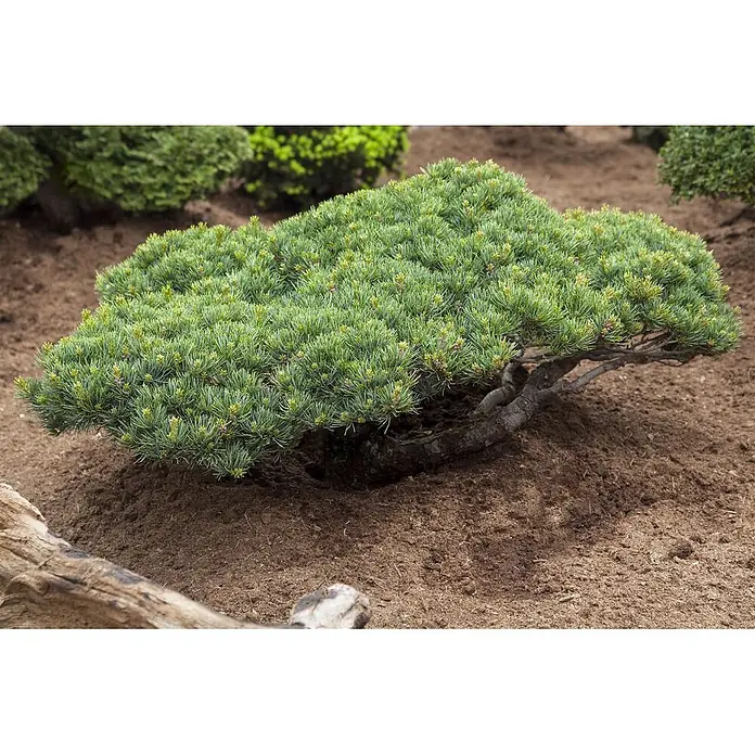 Pflanzen für dich Schwarzkiefer 70-80 cm - Pinus parviflora 'Glauca', Aktuelle Wuchshöhe: 70 cm - 80 cm - Ein breiter, dichter immergrüner Strauch mit grünen Nadeln und kleinen Knospen, gepflanzt in brauner Erde.