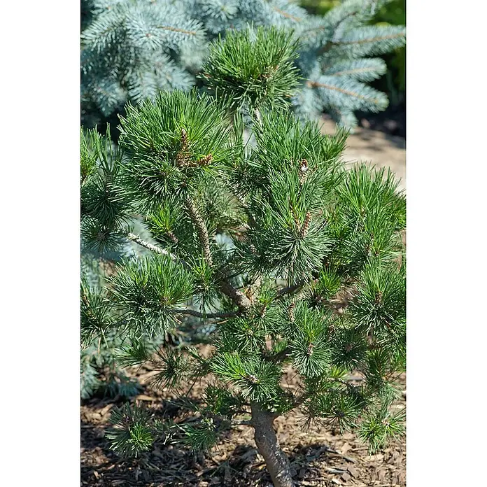 Pflanzen für dich Schwarzkiefer 40-60 cm - Pinus contorta, Aktuelle Wuchshöhe: 40 cm - 60 cm - Kleiner grüner Nadelbaum mit dichten Nadeln, in Mulch gepflanzt. Ein blauer Nadelbaum ist im Hintergrund.