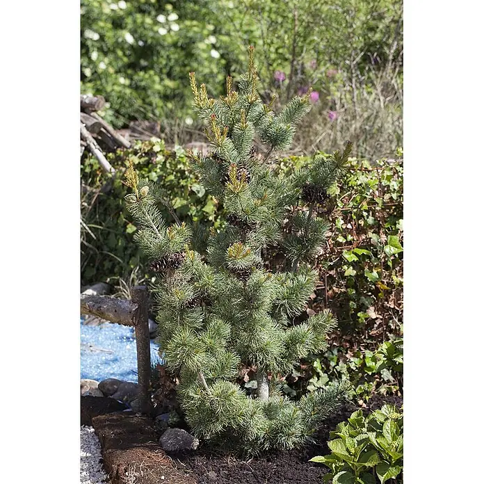 Pflanzen für dich Schwarzkiefer 70-80 cm - Pinus parviflora 'Glauca', Aktuelle Wuchshöhe: 70 cm - 80 cm - Kleiner, dichter Nadelbaum mit grünen Nadeln und braunen Zapfen, in dunkler Erde in einem Garten gepflanzt.