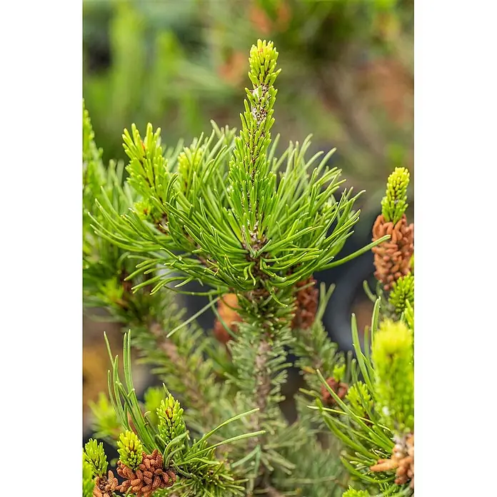 Pflanzen für dich Schwarzkiefer 40-60 cm - Pinus contorta, Aktuelle Wuchshöhe: 40 cm - 60 cm - Detail einer Konifere mit leuchtend grünen Nadeln, markanten hellgrünen Trieben und kleinen braunen Zapfen.