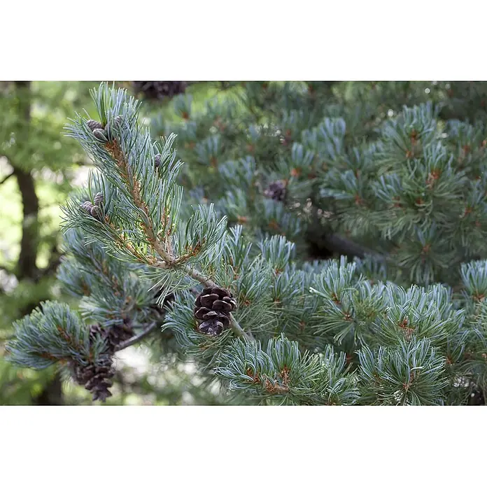 Pflanzen für dich Schwarzkiefer 70-80 cm - Pinus parviflora 'Glauca', Aktuelle Wuchshöhe: 70 cm - 80 cm - Nahaufnahme von Kiefernästen mit grünen Nadeln und mehreren braunen Kiefernzapfen.