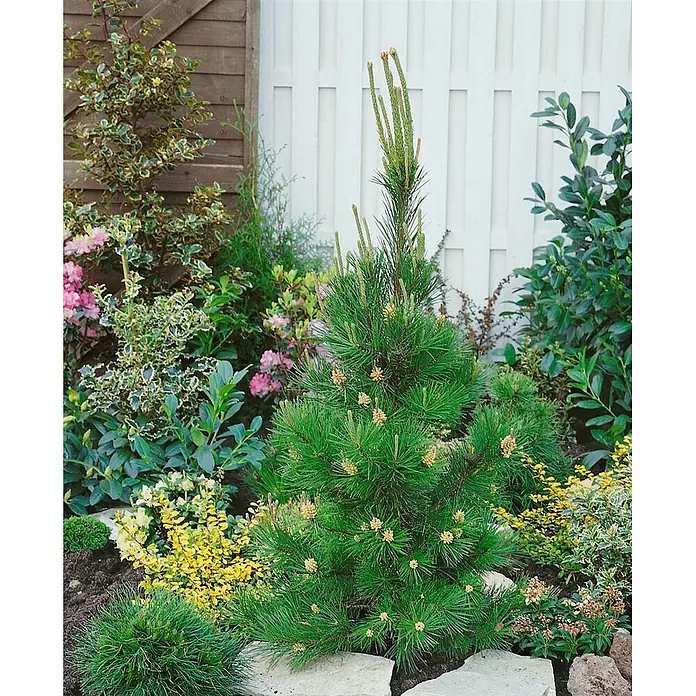 Pflanzen für dich Schwarzkiefer 40-60 cm - Pinus contorta, Aktuelle Wuchshöhe: 40 cm - 60 cm - Grüner Zwergkiefer mit frischem Austrieb und kleinen Zapfen, im Garten.