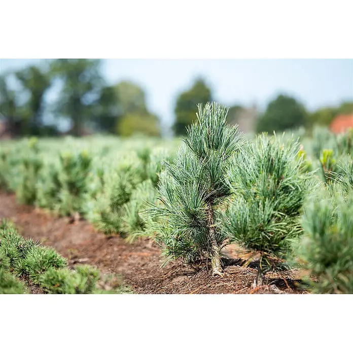Pflanzen für dich Schwarzkiefer 70-80 cm - Pinus parviflora 'Glauca', Aktuelle Wuchshöhe: 70 cm - 80 cm - Nahaufnahme von jungen, grünen Kiefern, die in Reihen auf einem Baumschulfeld gepflanzt sind.