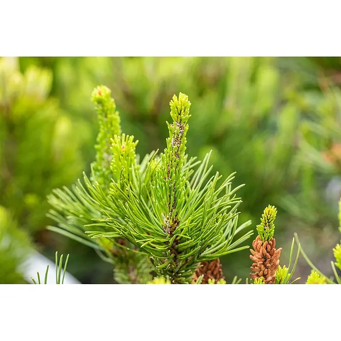 Pflanzen für dich Schwarzkiefer 40-60 cm - Pinus contorta, Aktuelle Wuchshöhe: 40 cm - 60 cm - Nahaufnahme von frischen, leuchtend grünen Kieferntrieben und Nadeln, mit kleinen braunen Knospen darunter.