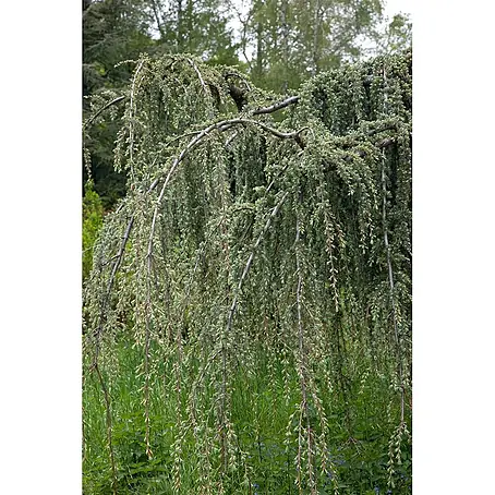 Pflanzen für dich  Schwarzkiefer 150-175 cm