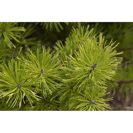 Pflanzen für dich  Schwarzkiefer 40-60 cm