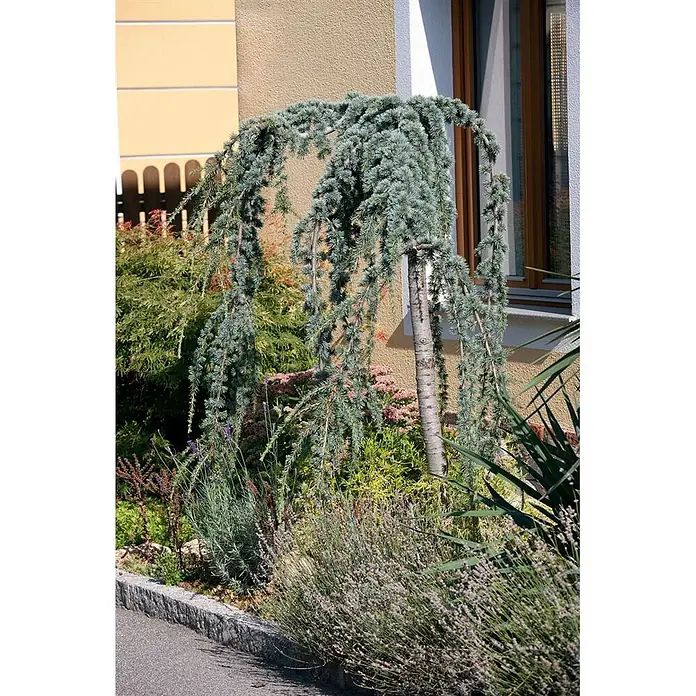Pflanzen für dich Schwarzkiefer 150-175 cm - Cedrus libani 'Glauca Pendula', Aktuelle Wuchshöhe: 150 cm - 175 cm - Hängende Blauzeder mit blaugrünen Nadeln und herabhängenden Ästen in einem sonnigen Garten.