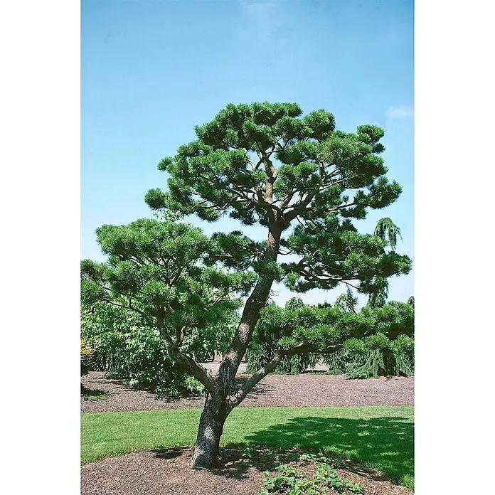 Pflanzen für dich Schwarzkiefer 40-60 cm - Pinus contorta, Aktuelle Wuchshöhe: 40 cm - 60 cm - Ein geformter grüner Kiefernbaum mit braunem Stamm steht in einem Landschaftsgarten mit Gras und Mulch unter blauem Himmel.
