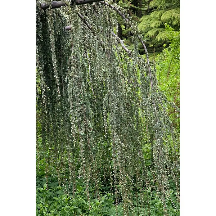 Pflanzen für dich Schwarzkiefer 150-175 cm - Cedrus libani 'Glauca Pendula', Aktuelle Wuchshöhe: 150 cm - 175 cm - Hängender Nadelbaum mit langen, herabhängenden Ästen und hellgrünen Nadeln, bildet einen dichten, eleganten Blättervorhang.