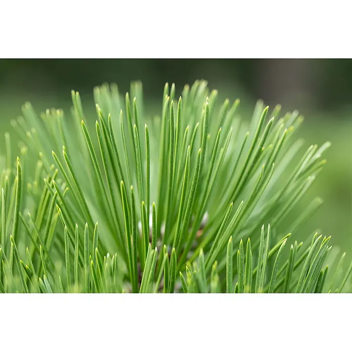 Pflanzen für dich Schwarzkiefer 30-40 cm - Pinus heldreichii 'Malinki', Aktuelle Wuchshöhe: 30 cm - 40 cm - Nahaufnahme von leuchtend grünen Kiefernnadeln, scharf im Vordergrund.