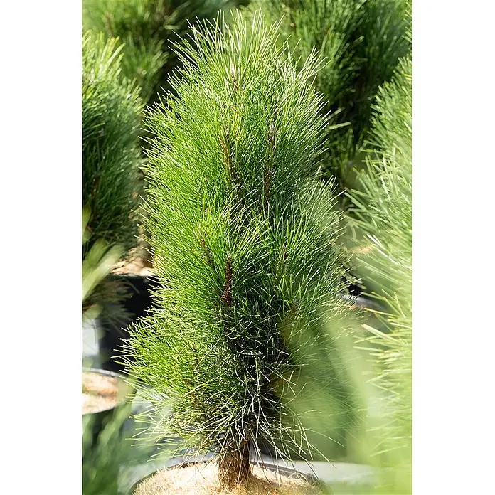Pflanzen für dich Schwarzkiefer 50-60 cm - Pinus nigra 'Green Tower', Aktuelle Wuchshöhe: 50 cm - 60 cm - Ein leuchtend grüner junger Kiefernbaum mit dichtem, nadelartigem Laub und sichtbarer Stammbasis.