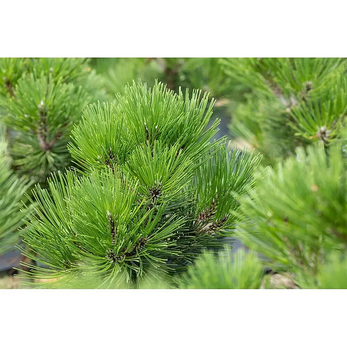 Pflanzen für dich Schwarzkiefer 30-40 cm - Pinus heldreichii 'Malinki', Aktuelle Wuchshöhe: 30 cm - 40 cm - Nahaufnahme von leuchtend grünen Kiefernnadeln an einem Zweig, die ihre scharfe Textur zeigen.